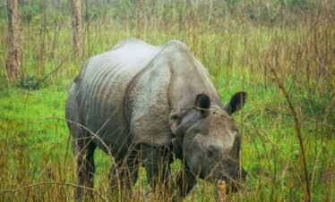 🐘 Explore the Wild Beauty of Dooars – 4 Nights / 5 Days Tour Package